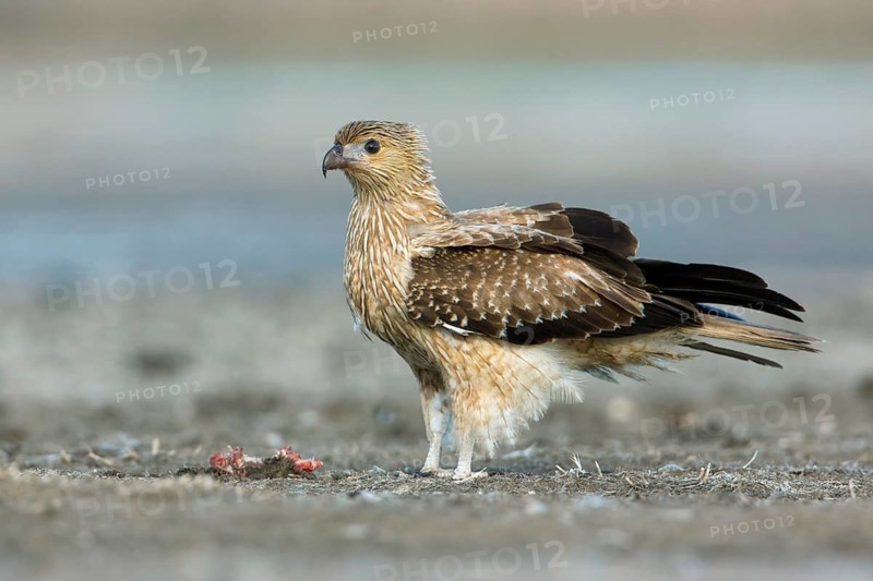 Whistling Kite (Haliastur sphenurus), Victoria, Australia