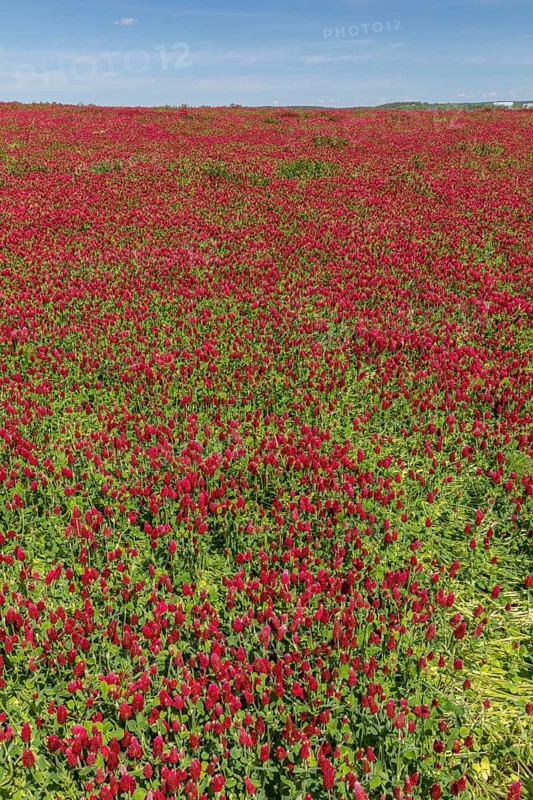 Flowering field of Trifolium incarnatum, crimson clover or Italian clover. This clover is used as protein-rich forage crop for live stock