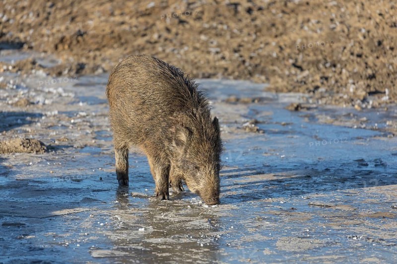 Wild boar or wild pig (Sus scrofa), walking on ice