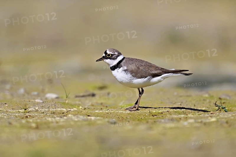 Little Ringed Plover (Charadrius dubius), standing in silt, Aue nature reserve, Reussegg, Sins, Canton Aargau, Switzerland