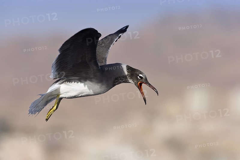 White-eyed Gull (Ichthyaetus leucophthalmus) calling in flight, Eilat, Israel