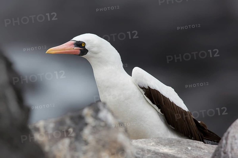 Nazca Booby (Sula granti), Galapagos, Ecuador