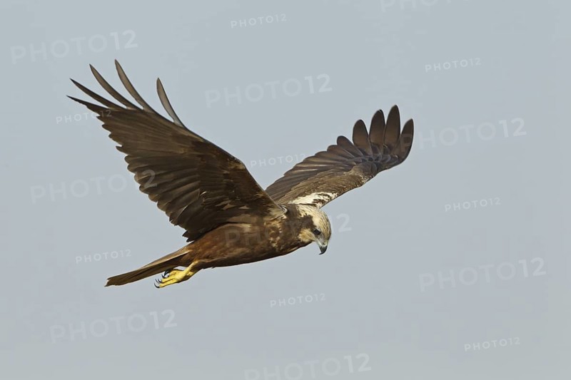 Western Marsh Harrier (Circus aeruginosus) female flying, Rhineland-Palatinate, Germany