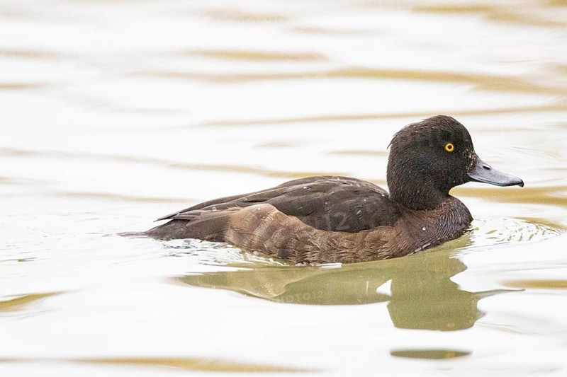 Tufted Duck (Aythya fuligula) wbl Germany