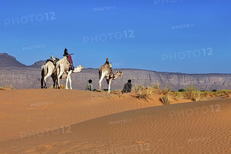 Rear view of camels wandering through the desert, accompanied by sandy dunes and mountains, Tuareg with his camel caravan in the Sahara in Algeria