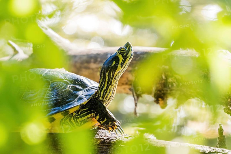 Yellow-bellied slider (Trachemys scripta scripta), animal portrait, Hesse, Germany