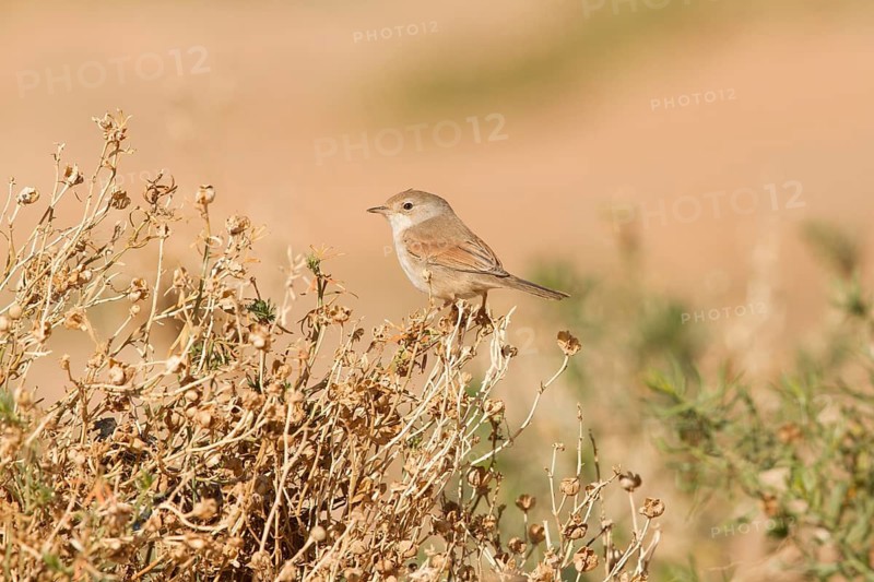 Spectacled Warbler (Sylvia conspicillata) female, Morocco