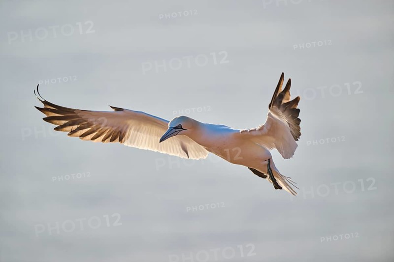 Northern gannet (Morus bassanus) flying over the sea at sunset, wildlife, Helgoland, Germany