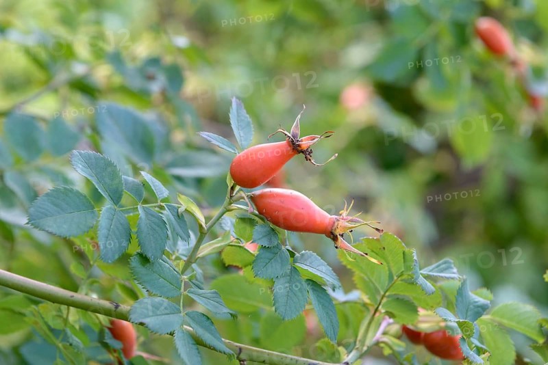 Vitamin Rose (Rosa 'PiRo 3'), EGA Park, Federal Republic of Germany