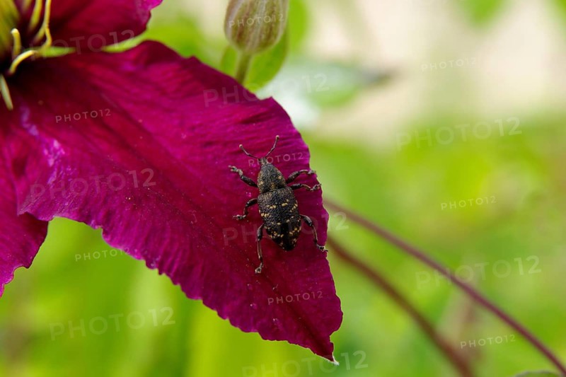 Spruce weevil (Hylobius abietis), antennae, coloured, petal, top view of brown-yellow beetle