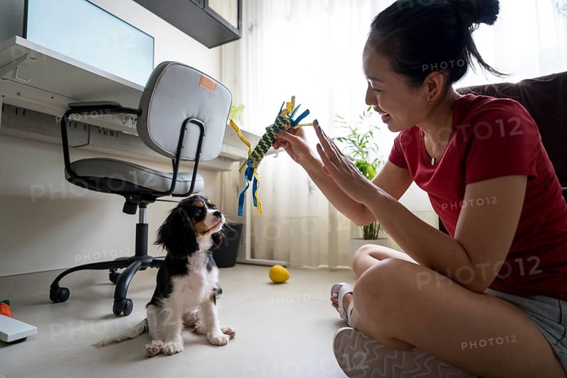 A young woman is engaged in training her Cavalier King Charles Spaniel indoors. The dog attentively follows her gestures in a cozy home setting with a playful atmosphere