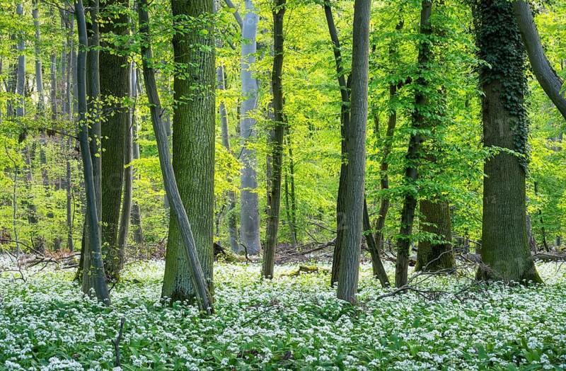 Bright forest with deciduous trees and white flowering wild garlic (Allium ursinum) . No sky. Rhine-Neckar district, Baden-Württemberg, Germany