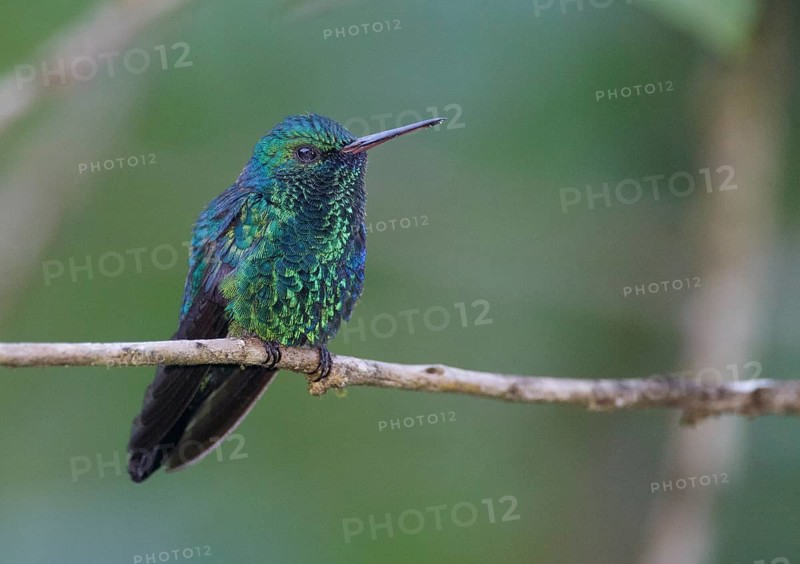 Blue-chinned Sapphire (Chlorestes notata), Asa Wright, Trinidad