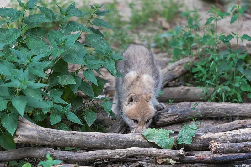 One four weeks old Arctic wolf cub (Canis lupus arctos) walking over dry forest ground between logs
