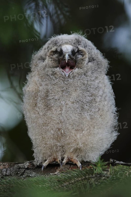 Tawny Owl (Strix aluco) juvenile perched on a branch, North Rhine-Westphalia, Germany