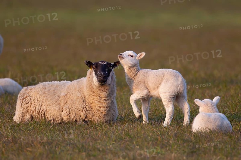 Domestic sheep (Ovis aries) adult ewe farm animal and two juvenile baby lambs in a grass field, England, United Kingdom