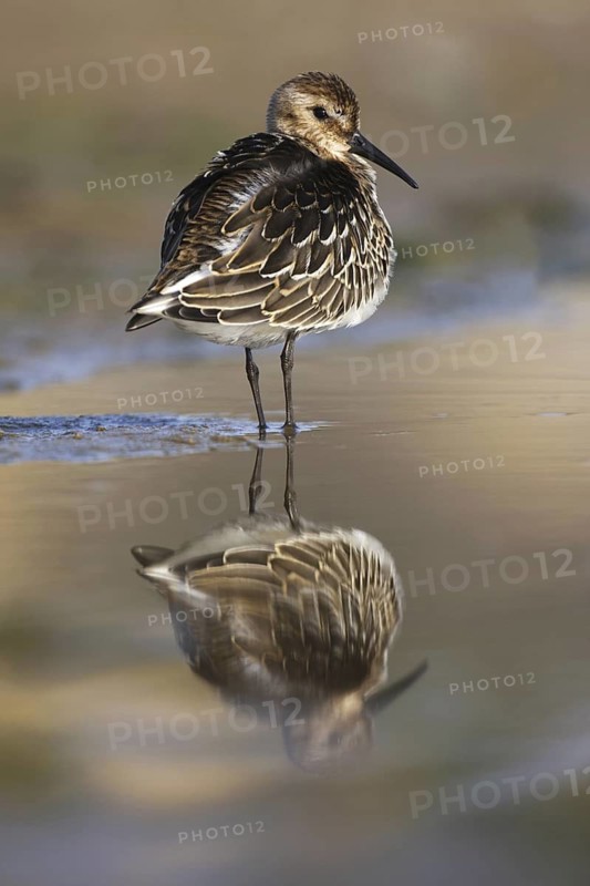 Dunlin (Calidris alpina), Asturias, Spain