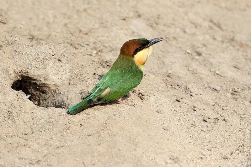 Chestnut-headed Bee-eater (Merops leschenaulti) fledgling at breeding cavity, Penang, Malaysia