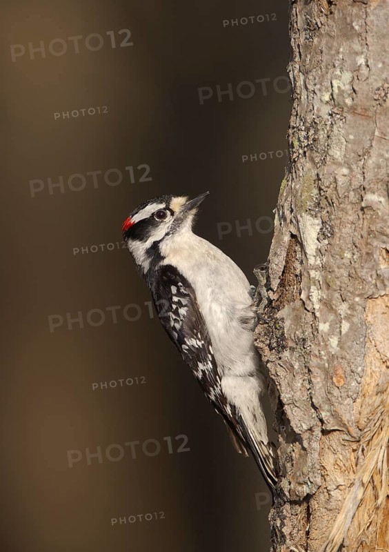 Downy Woodpecker (Dryobates pubescens) male, Michigan, USA