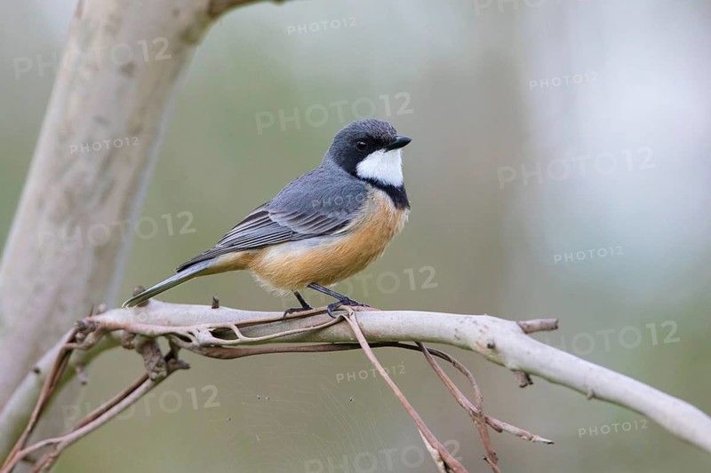 Rufous Whistler (Pachycephala rufiventris) male, Victoria, Australia