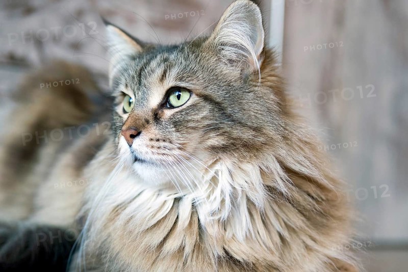 Maine Coon cat, portrait, pedigree cat, animals, mammals, resting, Maine-Coon, pet, domestic cat, Hesse, Federal Republic of Germany
