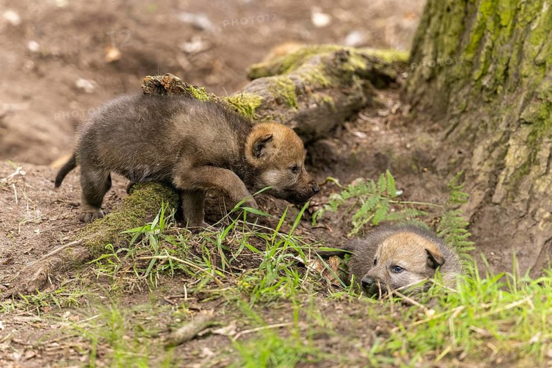 Two pups playing next to a tree trunk on the forest floor, European grey gray wolf (Canis lupus)