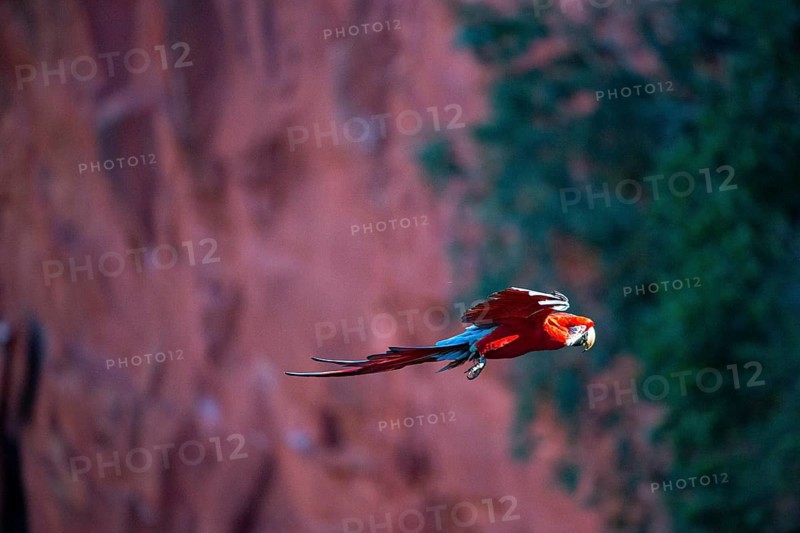Red-and-green macaw (Ara chloropterus) Buraco das Araras Brazil