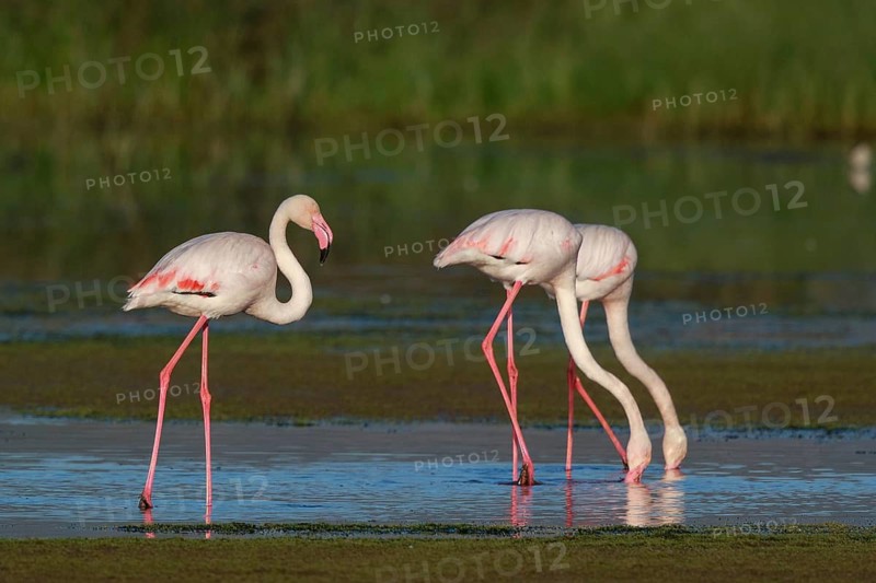 Greater Flamingo (Phoenicopterus roseus) group foraging in shallow water, Greece