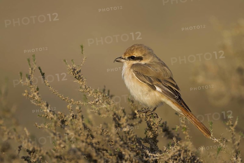 Isabelline Shrike (Lanius isabellinus) male, Oman