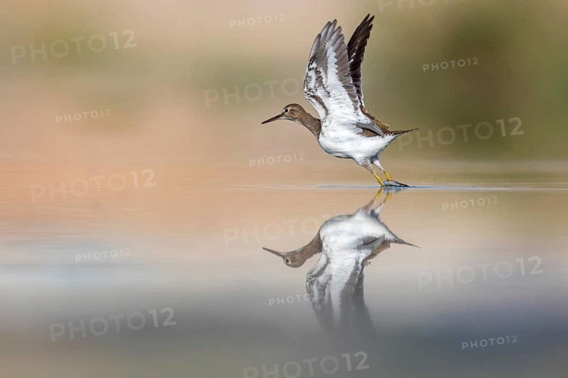 Common sandpiper, sandpiper (Actitis hypoleuco), biotope, habitat, foraging, Raysut, Salalah, Dhofar, Oman