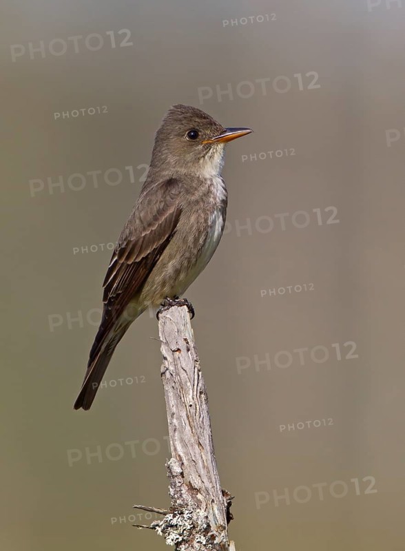 Olive-sided Flycatcher (Contopus cooperi), Michigan, USA