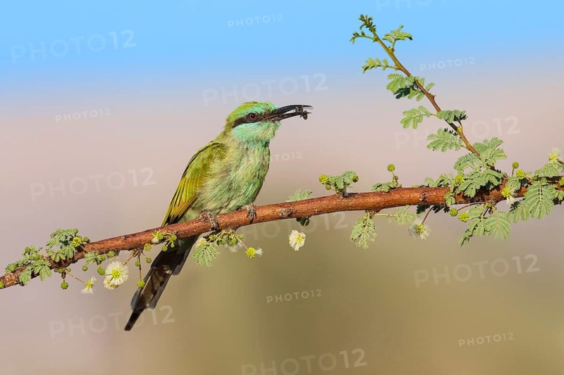 Green Bee-eater (Merops orientalis) with bee prey in beak, Eilat, Israel