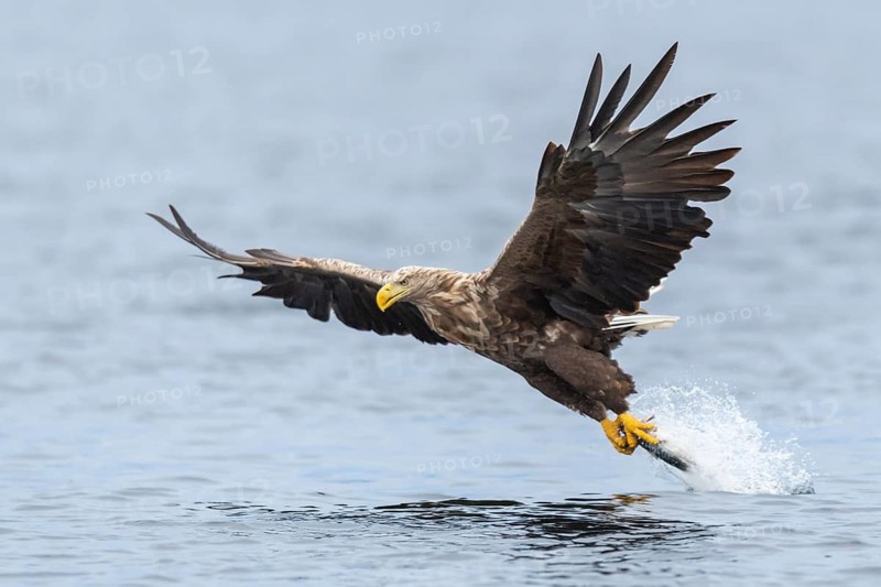 White-tailed Eagle (Haliaeetus albicilla) hunting, Norway