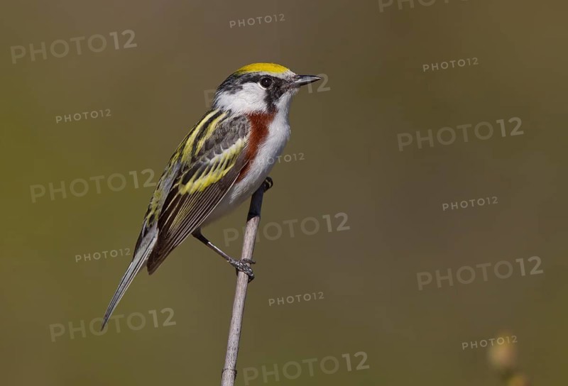Chestnut-sided Warbler (Setophaga pensylvanica) male, Michigan, USA
