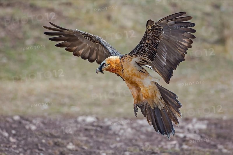 Bearded Vulture (Gypaetus barbatus) flying, Catalonia, Spain