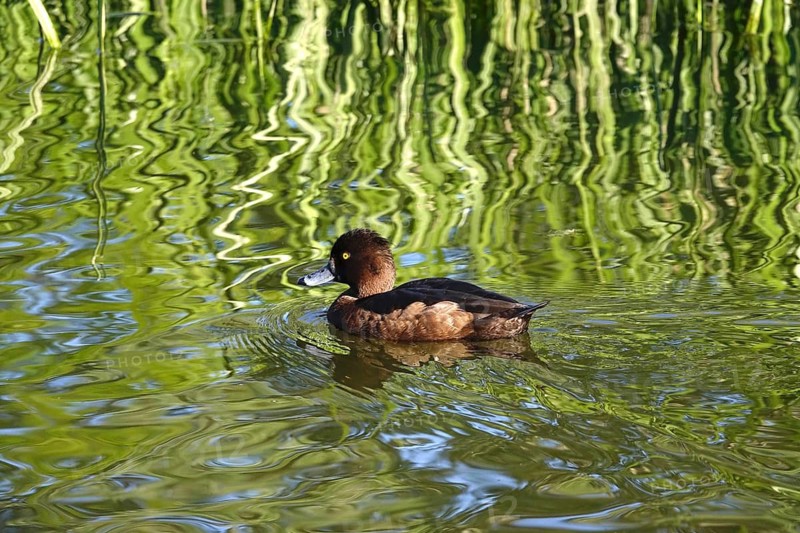 Tufted duck on a lake, May, Germany