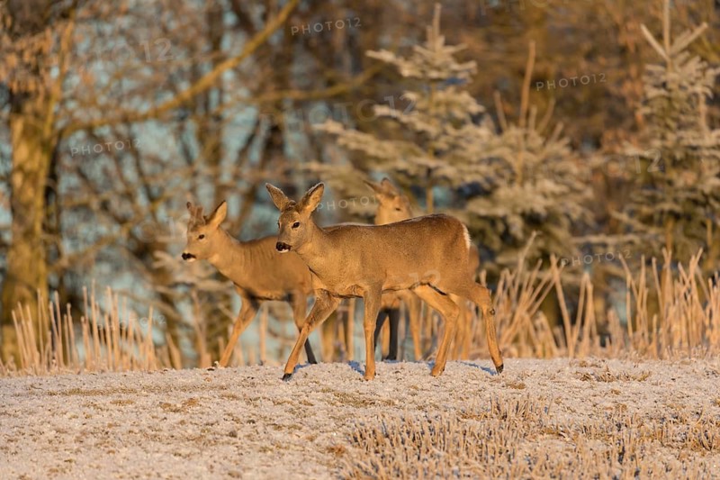 Roe deer on hoar frosted meadow at minus 15 °C at sunrise. Trees and dead stinging nettle in background