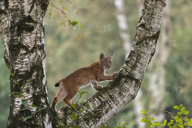 One young Eurasian lynx, (Lynx lynx), climbing up a birch tree, a forest in the background
