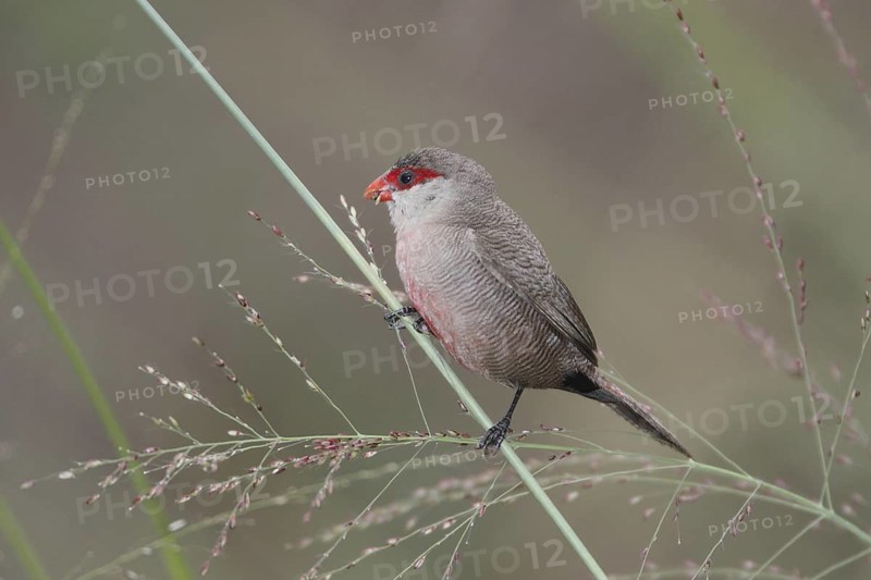Common Waxbill (Estrilda astrild), Masai Mara, Kenya