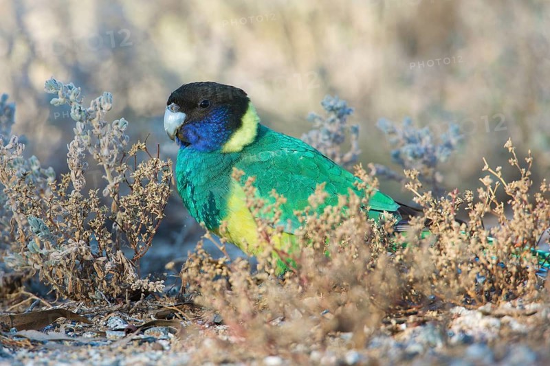 Australian Ringneck (Barnardius zonarius zonarius) perched on the ground feeding on seeds, Northern Territory, Australia