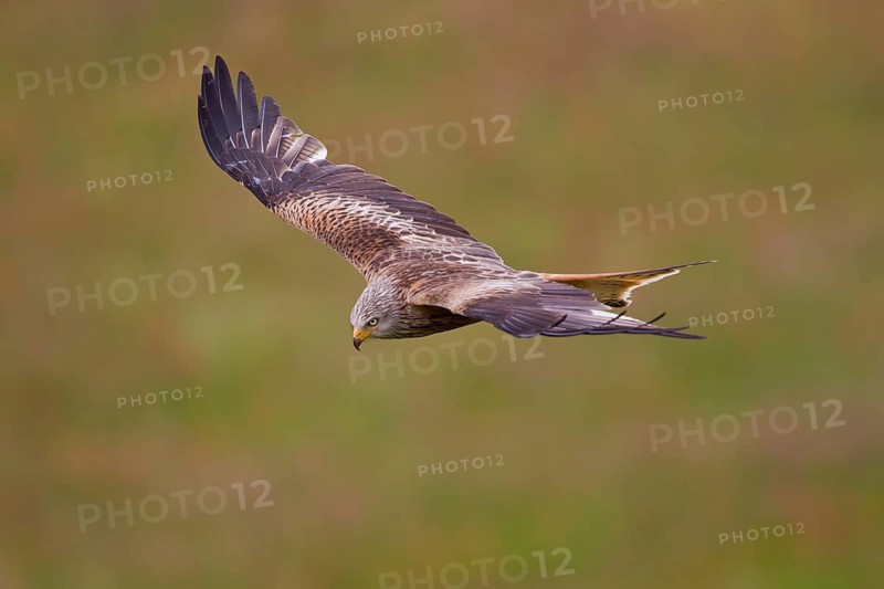 Red Kite (Milvus milvus) flying, Hesse, Germany