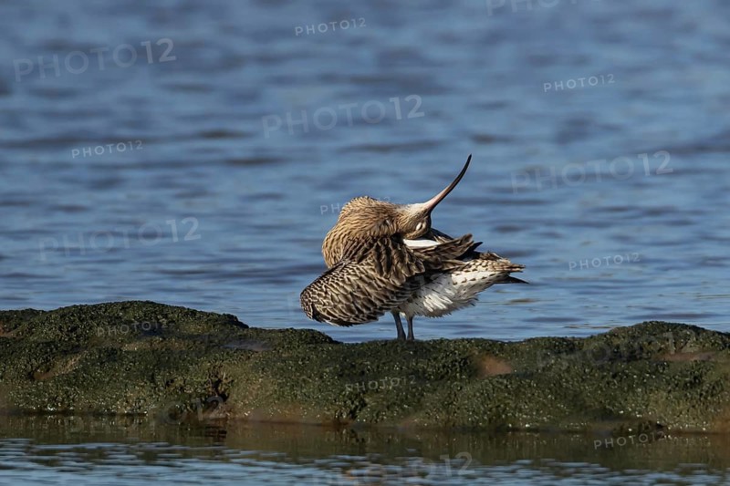Eurasian curlew (Numenius arquata) adult bird preening its feathers, Norfolk, England, United Kingdom