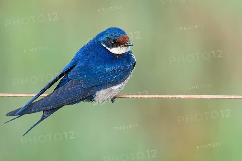 White-throated Swallow, (Hirundo albigularis), Swallow family, Animals, Birds, Swallow, Roosting site, Road from Malgas to Swellendam, Swellendam, Western Cape, South Africa