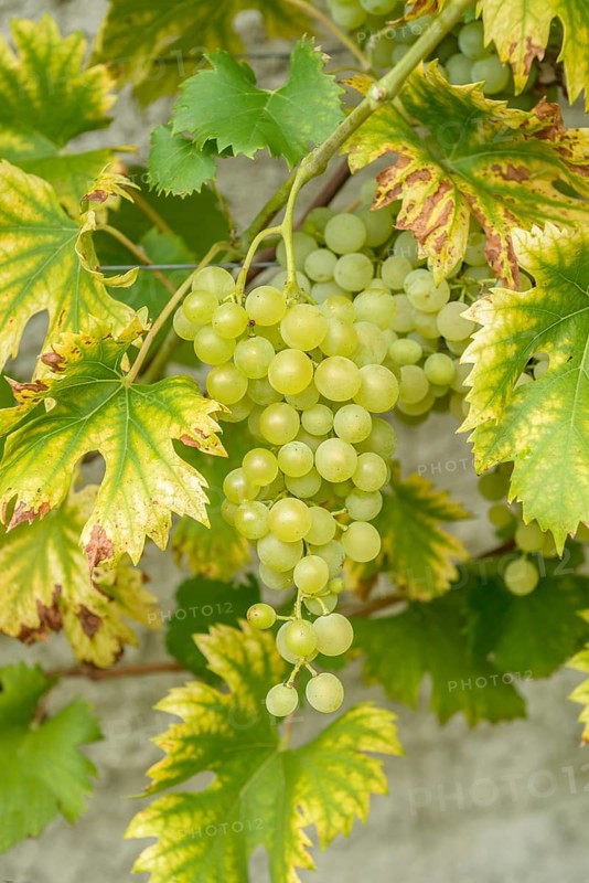 Grapevine (Vitis 'Fanny'), Saxon State Office for Environment, Agriculture and Geology, Federal Republic of Germany