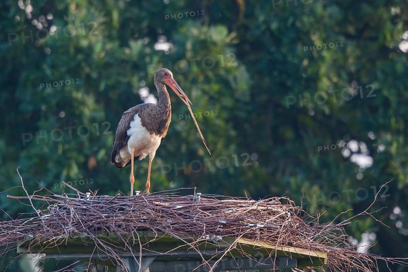 Black Stork (Ciconia nigra) juvenile in nest, North Rhine-Westphalia, Germany
