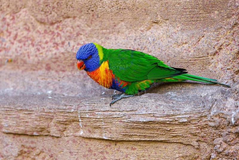 Rainbow Lorikeet (Trichoglossus moluccabus), Germany