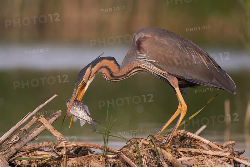 Purple Heron (Ardea purpurea) with fish prey in beak, Subotica, Serbia