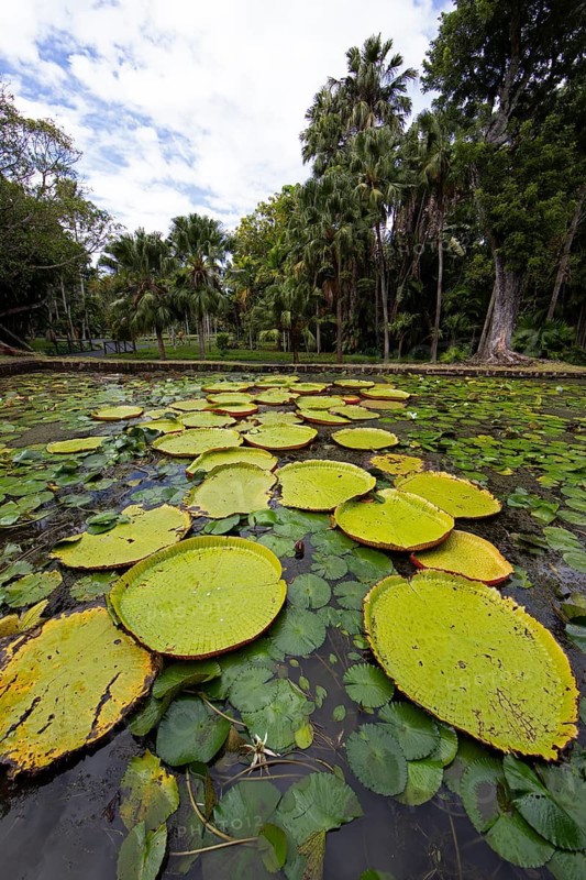 Pond with giant water lilies (Victoria amazonica), Botanical Garden or Sir Seewoosagur Ramgoolam Botanical Garden or Pamplemousses Botanical Garden, Pamplemousses District, Mauritius
