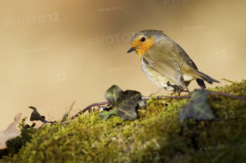European Robin (Erithacus rubecula), Asturias, Spain