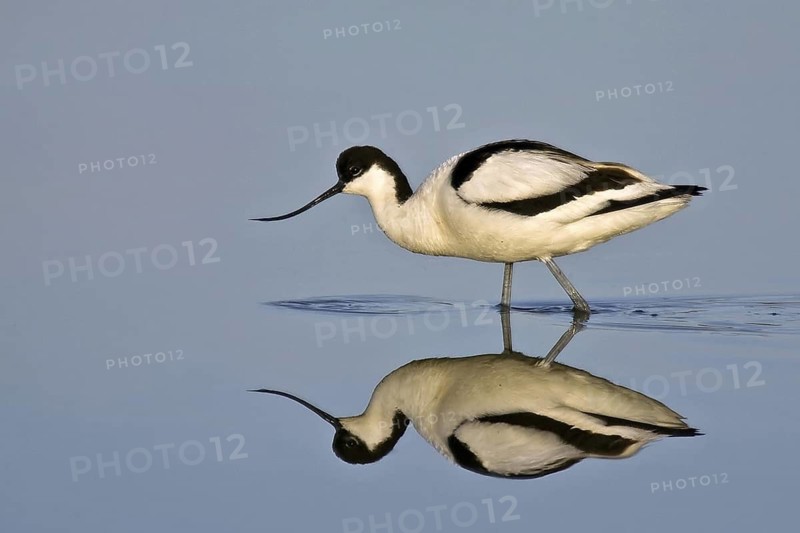 Pied Avocet (Recurvirostra avosetta) foraging, Texel, Netherlands
